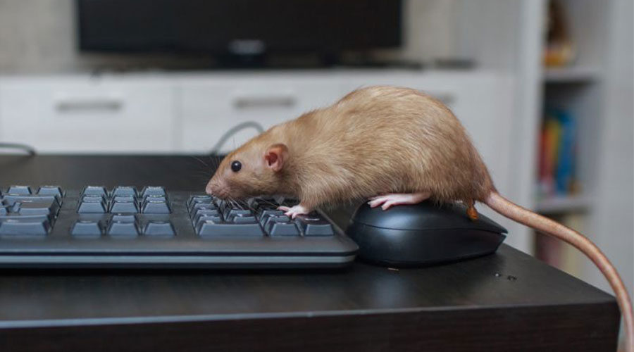 rat100